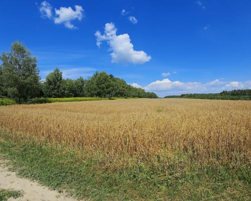 Karczmiska Drugie - ponad 33ar działki rolnej