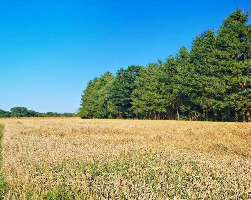 Ustawna działka budowlana 15ar - Zemborzyce Dolne
