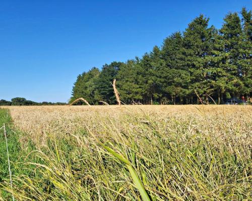 Ustawna działka budowlana 15ar - Zemborzyce Dolne