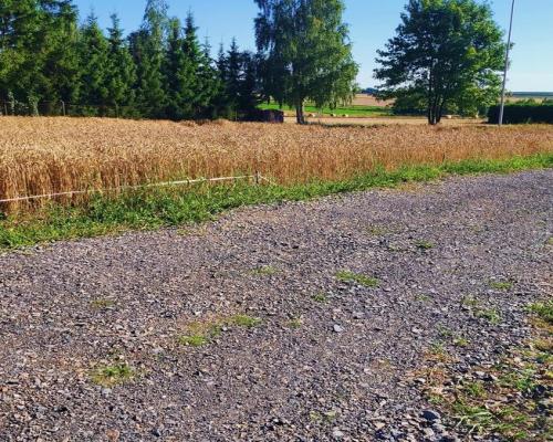Ustawna działka budowlana 15ar - Zemborzyce Dolne