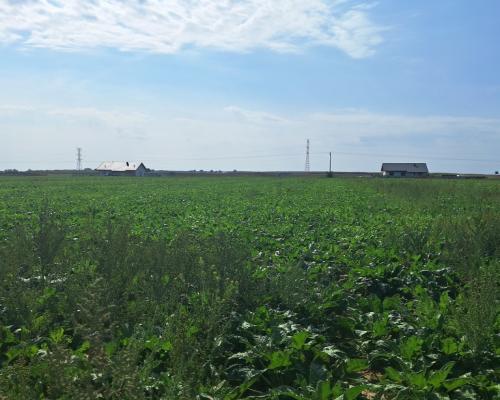 Działka budowalna 16a - Gm. Puchaczów - Turowola.