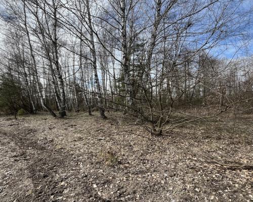 Działka o  pow. 1,63 ha w Karolowie gm. Chotcza.