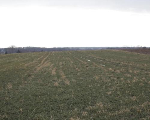 Cicha działka Tomaszowice
