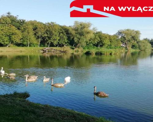 Działka o pow. 4,6 ha w Klementowicach gm. Kurów.