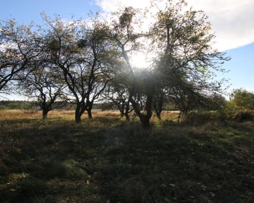Działka budowlana 15 ar Kozioł g. Baranów