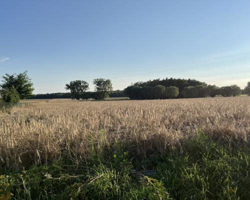 Dwie działki rolne z WZ w Helenowie gm. Policzna.