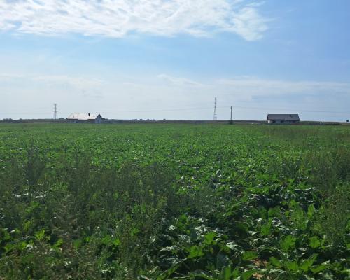 Uzbrojona działka. Gm. Puchaczów