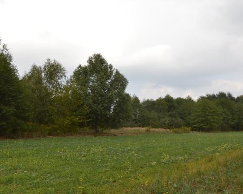 Działka 1.77 ha w Brzeźnicy Leśnej pow. Lubartów.