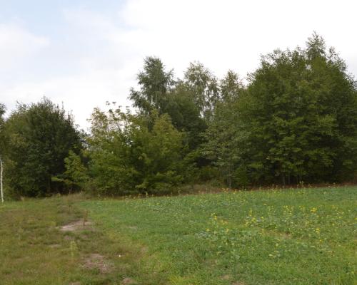 Działka 1.77 ha w Brzeźnicy Leśnej pow. Lubartów.