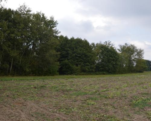 Działka 1.77 ha w Brzeźnicy Leśnej pow. Lubartów.