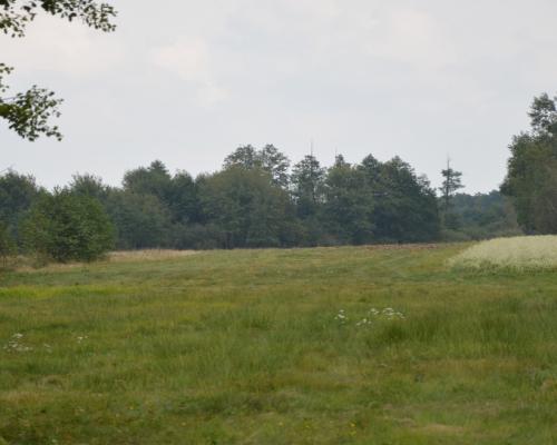 Działka 1.77 ha w Brzeźnicy Leśnej pow. Lubartów.