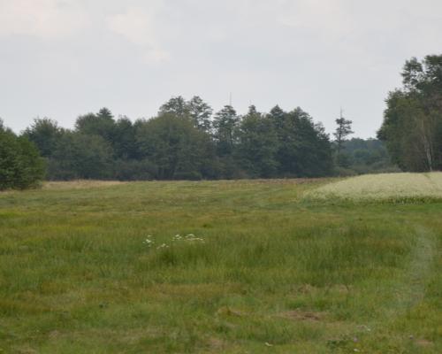 Działka 1.77 ha w Brzeźnicy Leśnej pow. Lubartów.