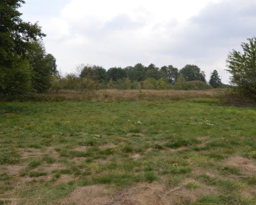 Działka 1.77 ha w Brzeźnicy Leśnej pow. Lubartów.