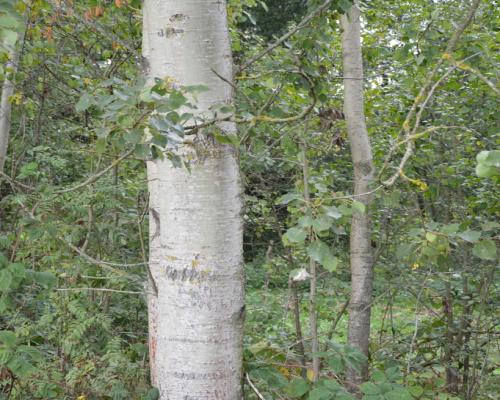 Działka 1.77 ha w Brzeźnicy Leśnej pow. Lubartów.