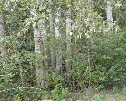 Działka 1.77 ha w Brzeźnicy Leśnej pow. Lubartów.