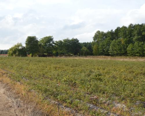 Działka, Klarów, 1,09 ha