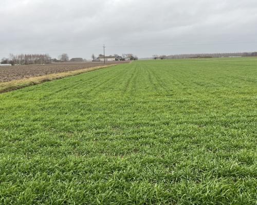 Dziełka z WZ (budowlana) w Babinie gm. Przyłęk.