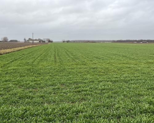 Dziełka z WZ (budowlana) w Babinie gm. Przyłęk.