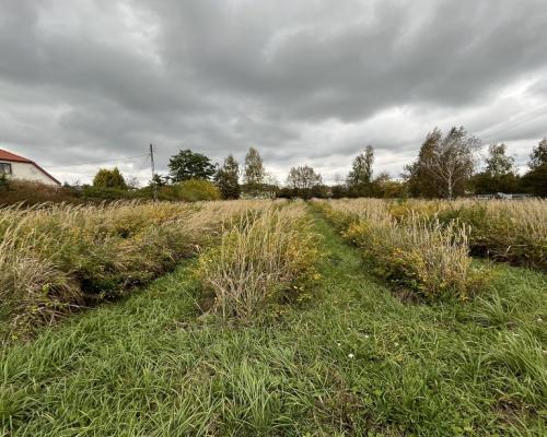 Działka z wykonanym podziałem w Końskowoli