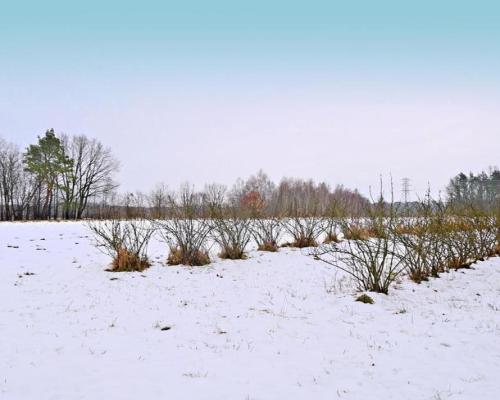 Działka pod Kazimierzem-16ar spokojna okolica!!