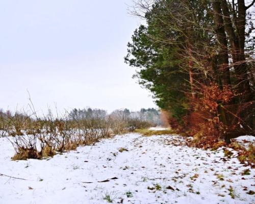 Działka pod Kazimierzem-16ar spokojna okolica!!