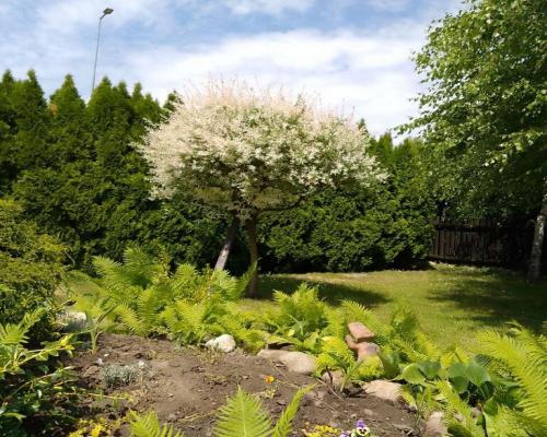 Siedlisko 44 a w Ożarowie gm. Jastków (lubelskie).