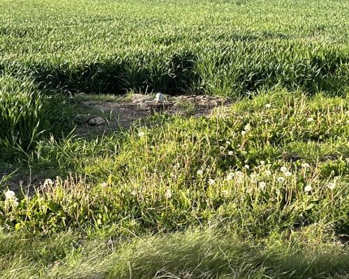 Działka 14816 m2 z WZ w gm. Przyłęk pow. Zwoleń.