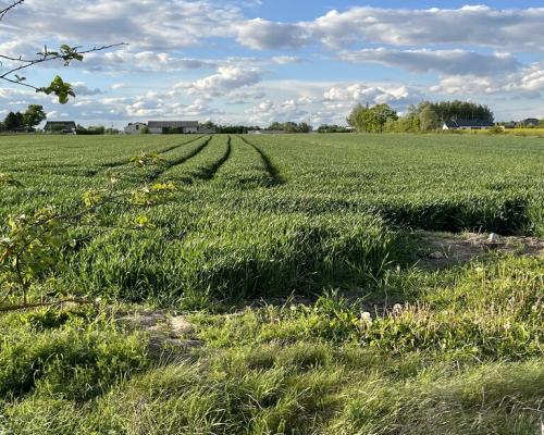 Działka 14816 m2 z WZ w gm. Przyłęk pow. Zwoleń.