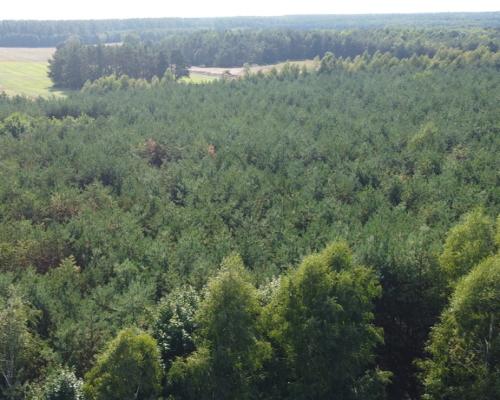 Dom na dużej działce w Świesielicach gm. Ciepielów