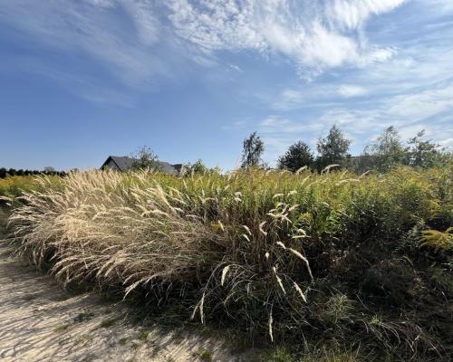 Działka 1067 m2 w Krasieninie gm. Niemce k/Lublina