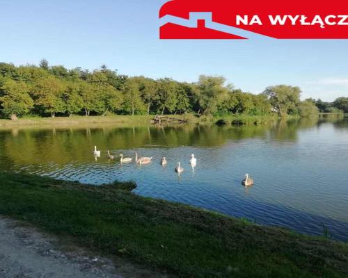 Działka o pow. 4,6 ha w Klementowicach gm. Kurów.