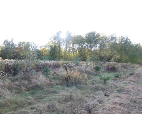 Działka budowlana 15 ar Kozioł g. Baranów