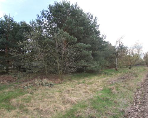 Duża działka 0,6 ha leśno-budowlana Wola Lisowska