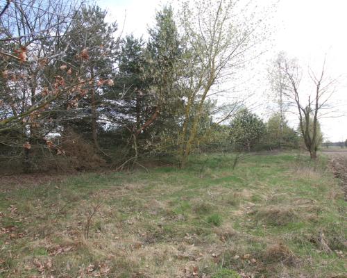 Duża działka 0,6 ha leśno-budowlana Wola Lisowska