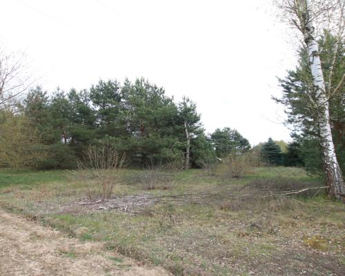 Duża działka 0,6 ha leśno-budowlana Wola Lisowska