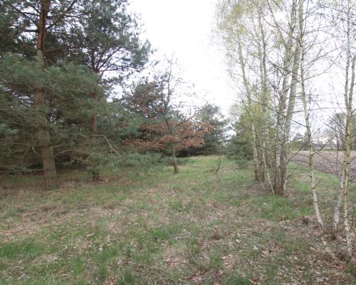 Duża działka 0,6 ha leśno-budowlana Wola Lisowska