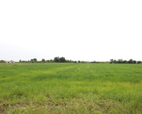 Działka rolno-budowalana Brzostówka g. Serniki 50a