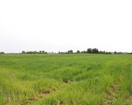 Działka rolno-budowalana Brzostówka g. Serniki 50a