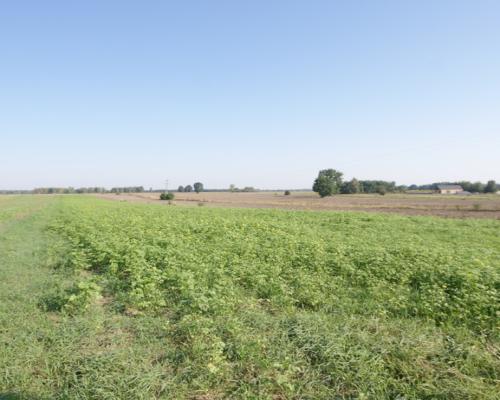 Działka rolno budowlana 96a Rudka Gołębska