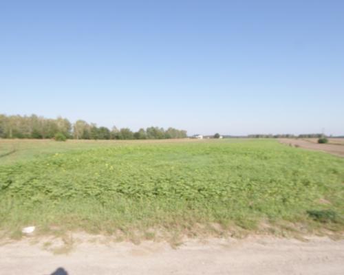 Działka rolno budowlana 96a Rudka Gołębska