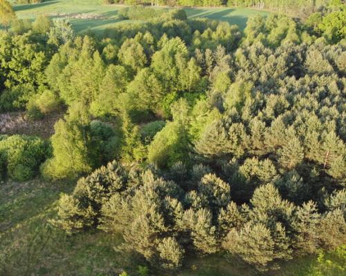 Działka o  pow. 1,63 ha w Karolowie gm. Chotcza.