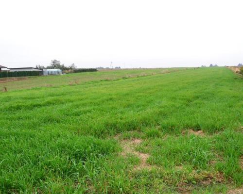 Radawiec Duży, działka budowlana, wydane WZ, media