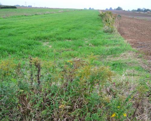 Radawiec Duży, działka budowlana, wydane WZ, media