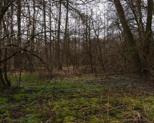 Siedlisko w Wąwolnicy.