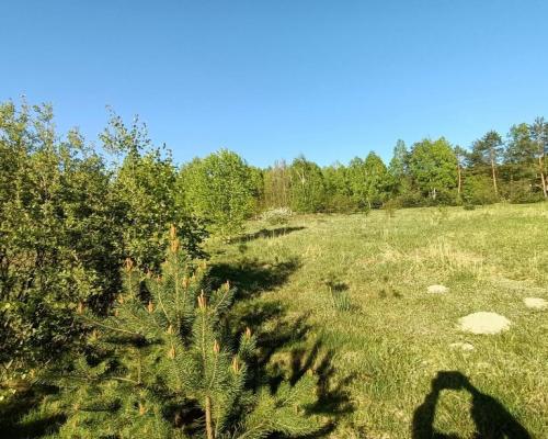 Działka 0,42 ha z potencjałem w pow. zwoleńskim.