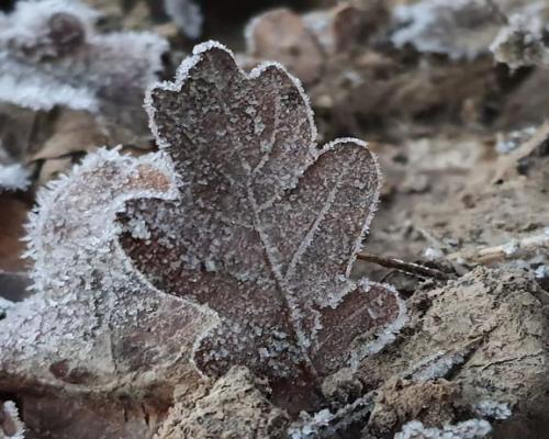 Piękna działka 65a pod Kazimierzem Dolnym