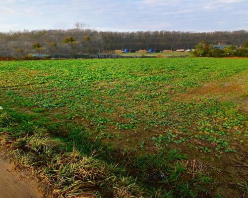 18ar działki III linia zabudowy - Lublin Wrotków