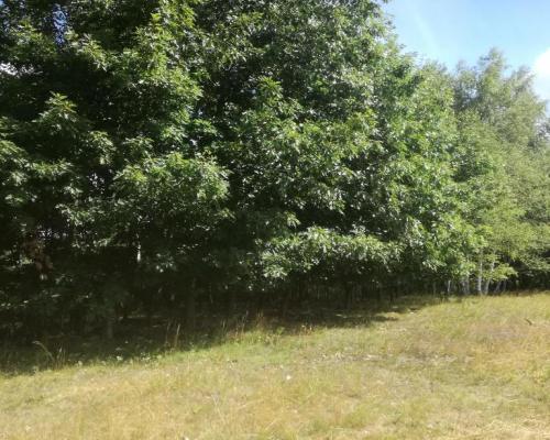 Kolonia Garbatówka, działka rolna, 3,18 ha!!