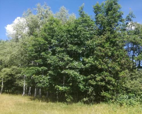 Kolonia Garbatówka, działka rolna, 3,18 ha!!