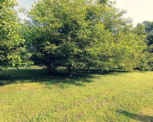 Dom na dużej działce graniczący z rz. Ciemięgą.